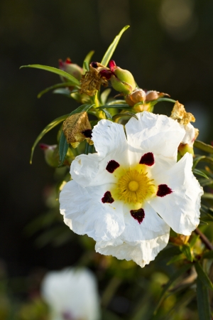 Close up view of the beautiful cistus ladanifer flower.の写真素材