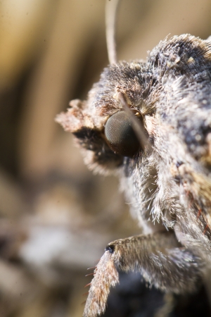 Extreme close up view of a nocturnal moth on nature.の写真素材