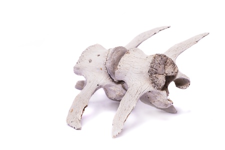 Close view of two bones from the back spine of a sheep isolated on a white background.