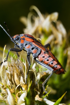 Close up view of the Chinch Bug (Spilostethus pandurus).
