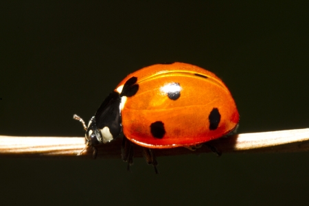 Close view detail of a ladybug (coccinellidae) beetle.の写真素材
