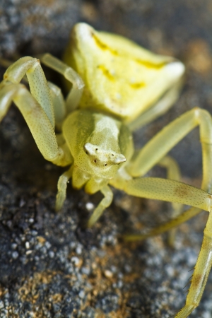 Close up view detail of a beautiful yellow crab spider.の写真素材