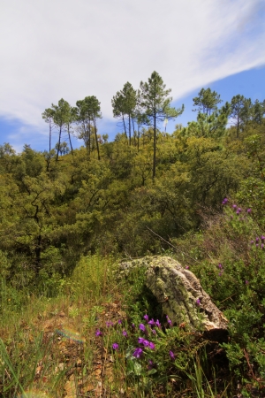 View of a healthy forest in the area of S.Bras of Alportel located in Portugal.の写真素材