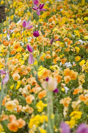 View of a beautiful patch of flower on a garden.の写真素材