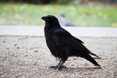 View of a lonely crow bird on the ground.