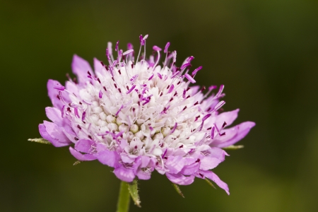 Close up view of the beautiful Mourning Bride (Scabiosa atropurpurea) flower.の写真素材