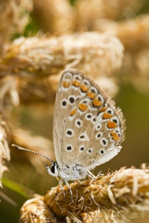 Close view of the beautiful Southern Brown Argus (Aricia cramera) butterfly.の写真素材