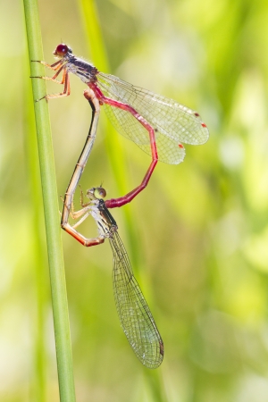 Close up view of two Small Red Damselfly (Ceriagrion tenellum) insect mating.の写真素材