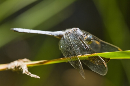 Close up view of a Epaulet Skimmer (Orthetrum chrysostigma) dragonfly insect.の写真素材