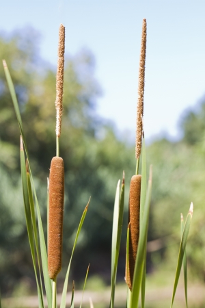 Close up view of a typha plant next to a river.の写真素材