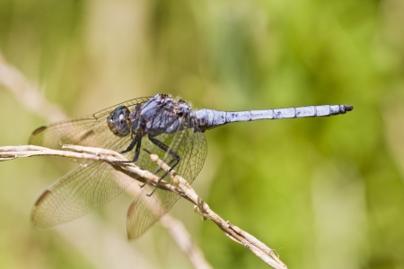 Close up view of a Epaulet Skimmer (Orthetrum chrysostigma) dragonfly insect.の写真素材