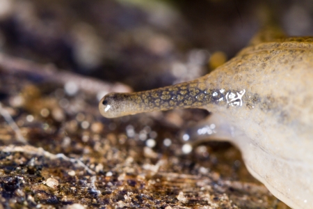 Close view detail of a parmacella valenciennii slug.の写真素材