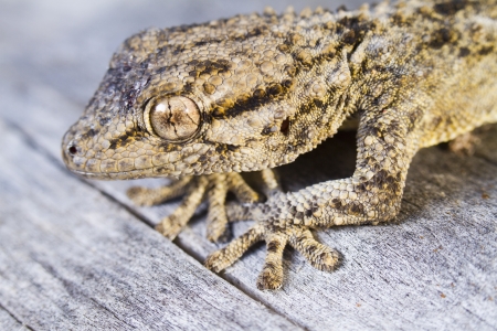 Close view detail of a Moorish gecko (tarentola mauritanica).の写真素材