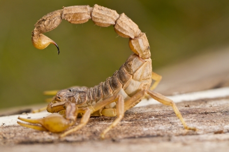 Close view detail of a buthus scorpion (scorpio occitanus).の写真素材