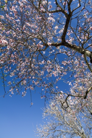 Close view detail of almond tree blossoms in the nature.の写真素材