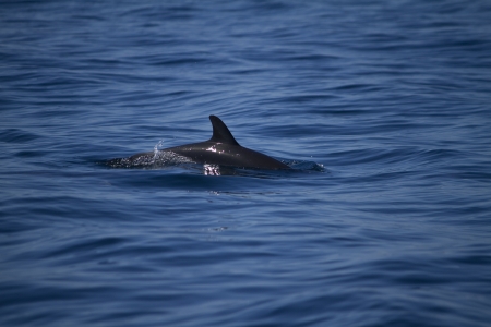 View of dolphins swimming on the wilderness of the ocean.の写真素材