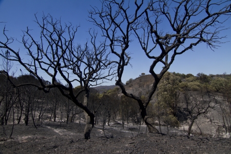 Landscape view of a burned forest, victim of a recent fire.の写真素材