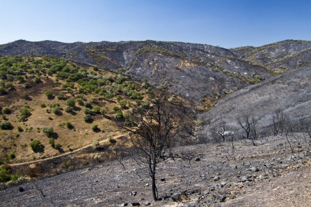 Landscape view of a burned forest, victim of a recent fire.の写真素材