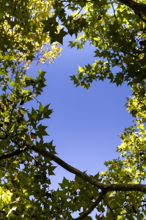 Beneath view of a very tall tree in the forest.の写真素材