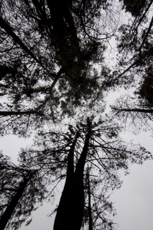 View of dark silhouettes of trees in the forest.の写真素材
