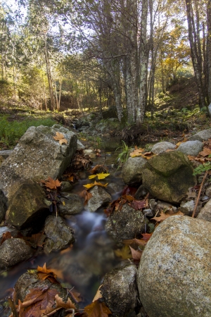 Beautiful view of a fresh flowing creek in a healthy forest.の写真素材