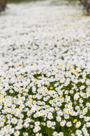 Close view of a beautiful field of white daisy flowers.の写真素材