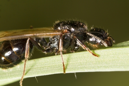 Close up view of a Harvester Ant (Messor barbarus) on a plant.の写真素材