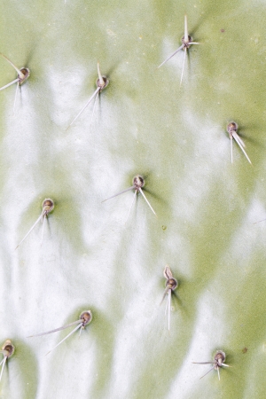 Close view detail of the spiky surface of a cactus plant.