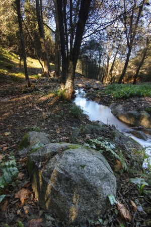 Beautiful view of a fresh flowing creek in a healthy forest.の写真素材