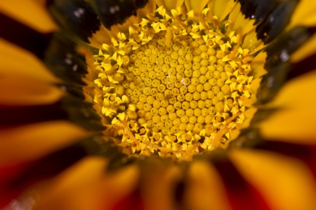Close up view of the beautiful Daybreak Red Stripe Gazania (Gazania rigens) flower.の写真素材