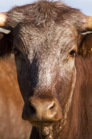 Close view of a brown cow on a sunny arid landscape.の写真素材