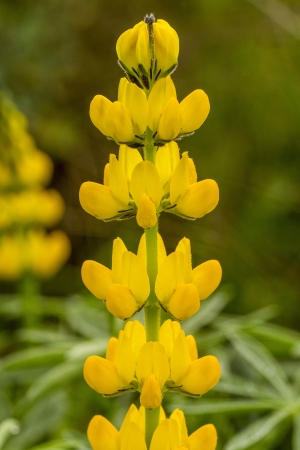 Close view of the beautiful lupine flower.の写真素材