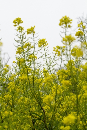 Close view of the beautiful rapaseed (Brassica napus) flower.