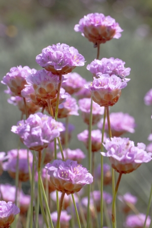 Close view of the beautiful Armeria macrophylla flower.の写真素材
