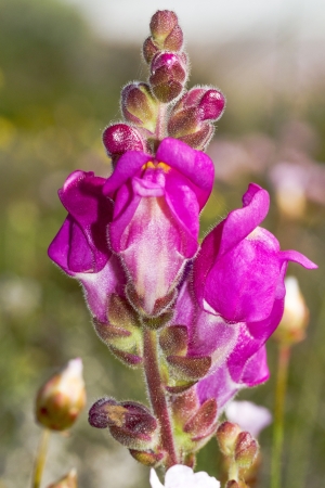 Close view of the beautiful Antirrhinum cirrhigerum flower.の写真素材
