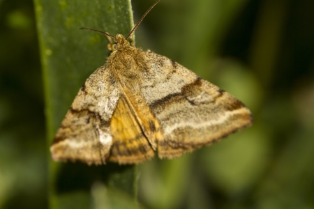 Close up view of a Goldwing (Synthymia fixa) nocturnal moth  insect.の写真素材