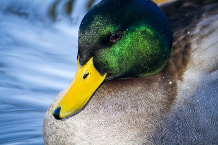 Close view of a Mallard duck head swimming on a pool.の写真素材