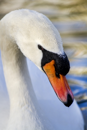 Close view of a beautiful white swan bird swimming on the lake.の写真素材