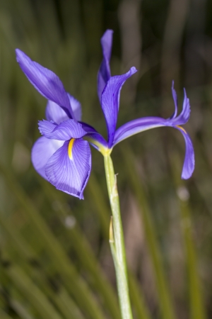 Close up view of the beautiful barbary nut (gynandriris sisyrinchium) flower.の写真素材