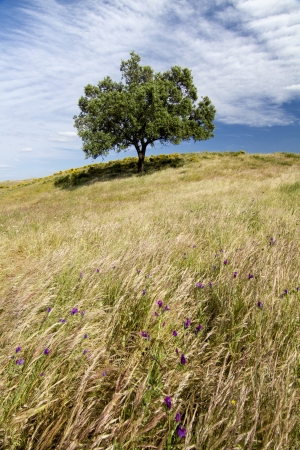 Beautiful view of the rural countryside of the Algarve region.の写真素材