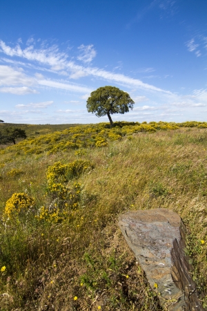 Beautiful spring view of Algarve countryside hills with yellow bushes and blue sky with white clouds located in Portugal.の写真素材