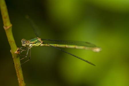 Close up view of the beautiful  Southern Emerald Damselfly (Lestes barbarus) insect.の写真素材