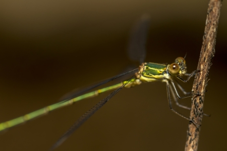 Close up view of the beautiful  Southern Emerald Damselfly (Lestes barbarus) insect.