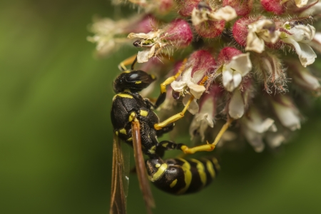 Close up view of the  European wasp (Vespula germanica) insect.の写真素材