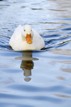 Close view of a white duck swimming on a pool.の写真素材