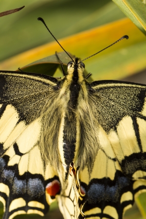 Close up view of the beautiful Swallowtail (Papilio machaon) butterfly insect.の写真素材