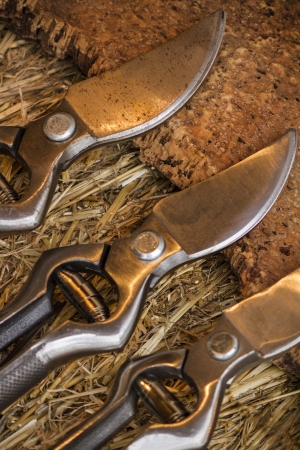Close view of some garden trimming scissors on display.の写真素材