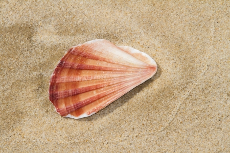 Close up and top view of a shell on the sand.