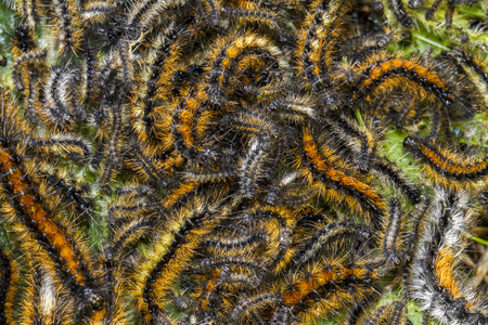 View of a swarm of Pine Processionary Moth caterpillar (Thaumetopoea pityocampa).の写真素材