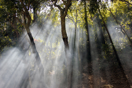 Beautiful and mysterious view of sun rays crossing the trees in the forest.